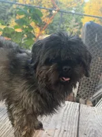 Ace, a male Shih Tzu for sale in Saint Joe, AR – 1 of 3