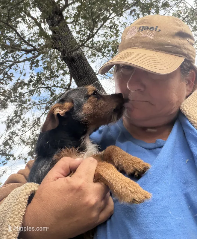 Baby girl – Miniature Pinscher, Poodle - Toy  puppy for sale in Saint Joe, AR