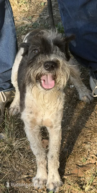 Spots  – Miniature Schnauzer puppy for sale in Saint Joe, AR