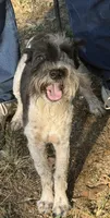 Spots , a male Miniature Schnauzer for sale in Saint Joe, AR – 1 of 4