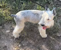 Cloud, a male Miniature Schnauzer for sale in Saint Joe, AR – 6 of 9