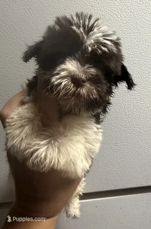 Dark liver Parti girl, a female Miniature Schnauzer for sale in Saint Joe, AR – 1 of 4