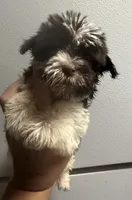 Dark liver Parti girl, a female Miniature Schnauzer for sale in Saint Joe, AR – 1 of 4