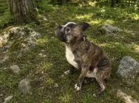 Max, a male French Bulldog for sale in Saint Joe, AR – 3 of 3