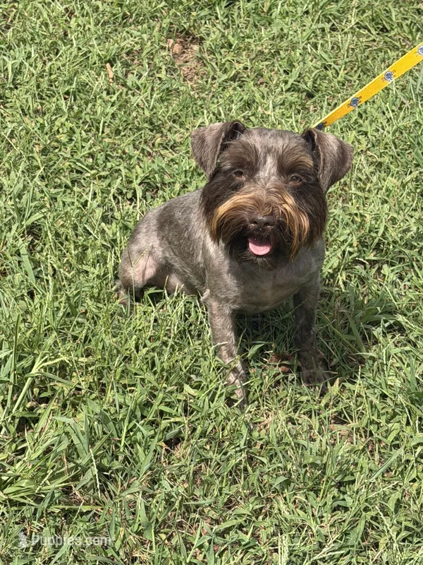 Coco – Miniature Schnauzer puppy for sale in Saint Joe, AR