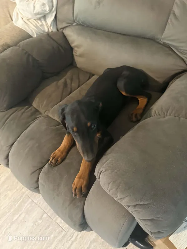 Black male – Doberman Pinscher puppy for sale in Saint Joe, AR