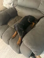 Black male, a male Doberman Pinscher for sale in Saint Joe, AR – 1 of 2