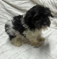 Spots, a female Miniature Schnauzer for sale in Saint Joe, AR – Photo 2 of 3