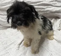 Spots, a female Miniature Schnauzer for sale in Saint Joe, AR – Photo 3 of 3