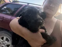 Male!, a male Scottish Terrier for sale in Saint Joe, AR – 2 of 2