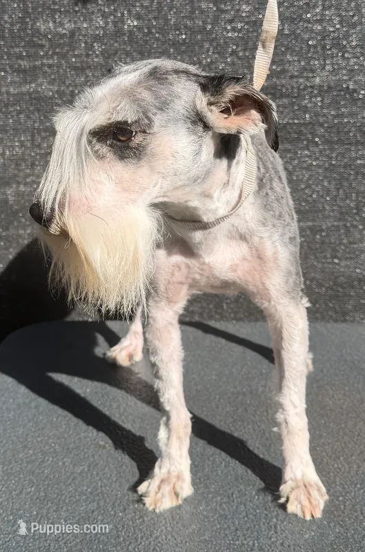 Cloud  – Miniature Schnauzer puppy for sale in Saint Joe, AR