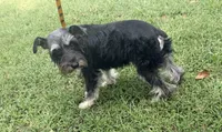 Zekee , a male Miniature Schnauzer for sale in Saint Joe, AR – 3 of 3