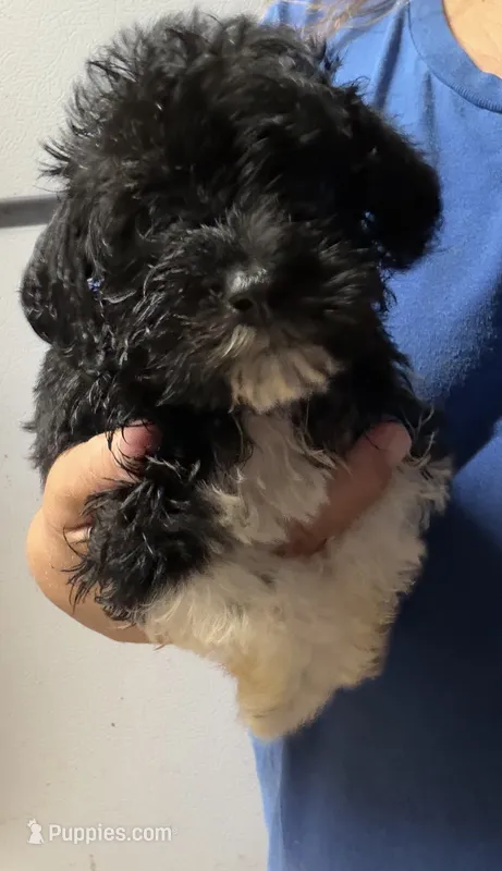 Black/white boy – Miniature Schnauzer puppy for sale in Saint Joe, AR