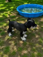 Buddy, a male Miniature Schnauzer for sale in Saint Joe, AR – 3 of 3