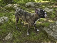 Max, a male French Bulldog for sale in Saint Joe, AR – 2 of 3