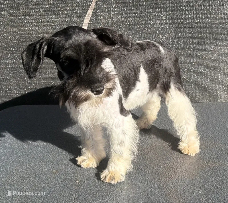 Sugar  – Miniature Schnauzer puppy for sale in Saint Joe, AR
