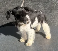 Sugar , a female Miniature Schnauzer for sale in Saint Joe, AR – 1 of 3