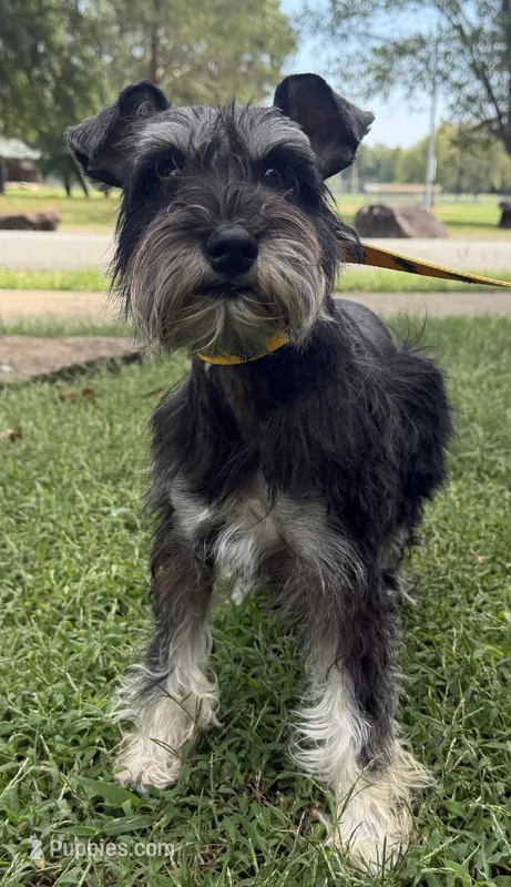 Zekee  – Miniature Schnauzer puppy for sale in Saint Joe, AR