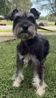 Zekee , a male Miniature Schnauzer for sale in Saint Joe, AR – 1 of 3