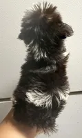 Dark liver Parti girl, a female Miniature Schnauzer for sale in Saint Joe, AR – 2 of 4