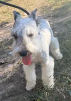Cloud, a male Miniature Schnauzer for sale in Saint Joe, AR – 4 of 9
