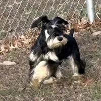 Black/silver male, a male Miniature Schnauzer for sale in Saint Joe, AR – Photo 3 of 6