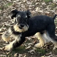 Black/silver male, a male Miniature Schnauzer for sale in Saint Joe, AR – Photo 1 of 6