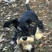 Black/silver male, a male Miniature Schnauzer for sale in Saint Joe, AR – Photo 2 of 6