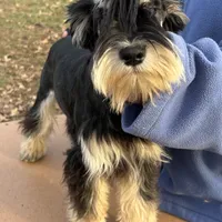 Black/silver male, a male Miniature Schnauzer for sale in Saint Joe, AR – Photo 6 of 6