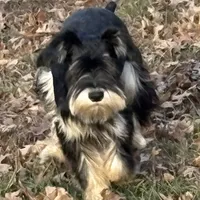 Black/silver male, a male Miniature Schnauzer for sale in Saint Joe, AR – Photo 4 of 6