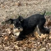 Black/silver male, a male Miniature Schnauzer for sale in Saint Joe, AR – Photo 5 of 6