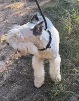 Cloud, a male Miniature Schnauzer for sale in Saint Joe, AR – 3 of 9