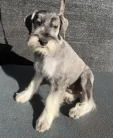 Spice, a male Miniature Schnauzer for sale in Saint Joe, AR – 5 of 7