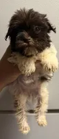Dark. Liver girl, a female Miniature Schnauzer for sale in Saint Joe, AR – 2 of 3