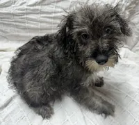 Little girl, a female Miniature Schnauzer for sale in Saint Joe, AR – Photo 3 of 3