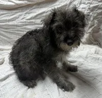 Little girl, a female Miniature Schnauzer for sale in Saint Joe, AR – Photo 1 of 3