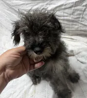 Little girl, a female Miniature Schnauzer for sale in Saint Joe, AR – Photo 2 of 3