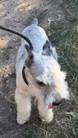 Cloud, a male Miniature Schnauzer for sale in Saint Joe, AR – 8 of 9