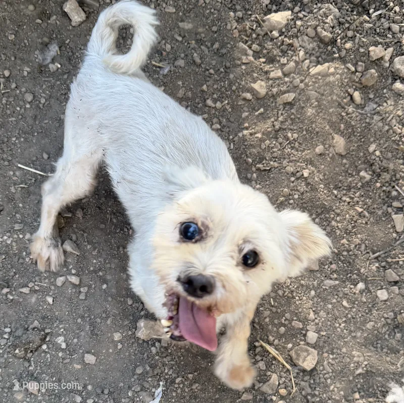 Duke – Maltese puppy for sale in Saint Joe, AR