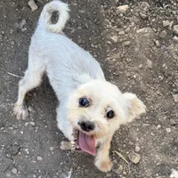 Duke, a male Maltese for sale in Saint Joe, AR – 1 of 1