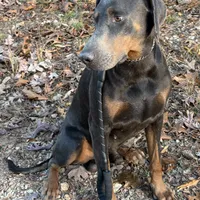 Blue, a male Doberman Pinscher for sale in Saint Joe, AR – Photo 2 of 3