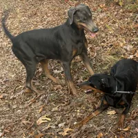 Blue, a male Doberman Pinscher for sale in Saint Joe, AR – Photo 3 of 3