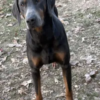 Blue, a male Doberman Pinscher for sale in Saint Joe, AR – Photo 1 of 3