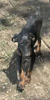 Female, a female Doberman Pinscher for sale in Saint Joe, AR – 2 of 2