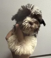 Dark liver Parti girl, a female Miniature Schnauzer for sale in Saint Joe, AR – 4 of 4