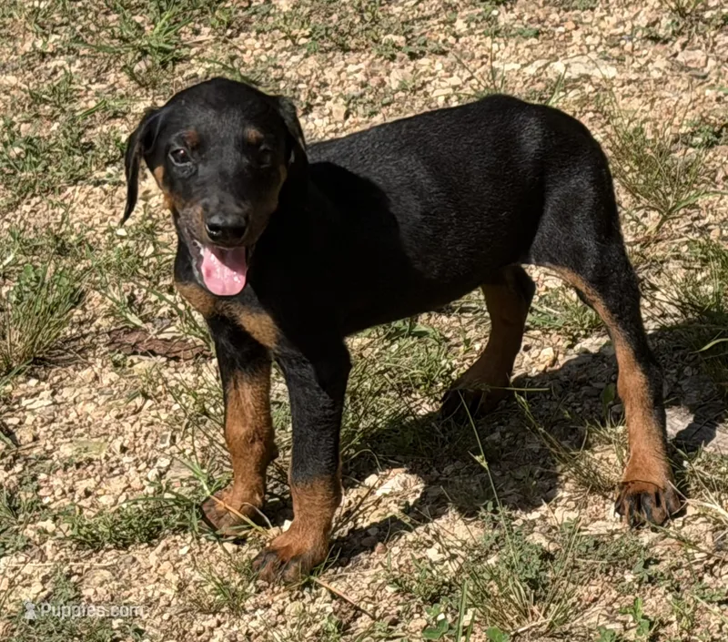 Doberman female! – Doberman Pinscher puppy for sale in Saint Joe, AR