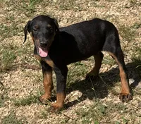 Doberman female!, a female Doberman Pinscher for sale in Saint Joe, AR – 1 of 4