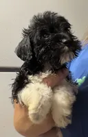 Black/white boy, a male Miniature Schnauzer for sale in Saint Joe, AR – 4 of 6