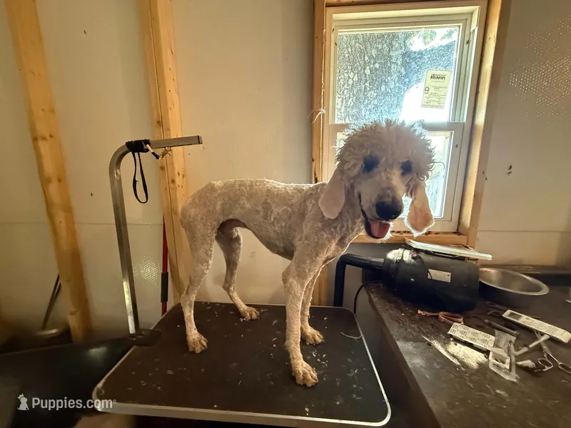 Sarge – Poodle - Standard  puppy for sale in Saint Joe, AR