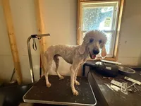 Sarge, a male Poodle - Standard  for sale in Saint Joe, AR – 1 of 1